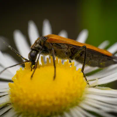 Oedemera podagrariae