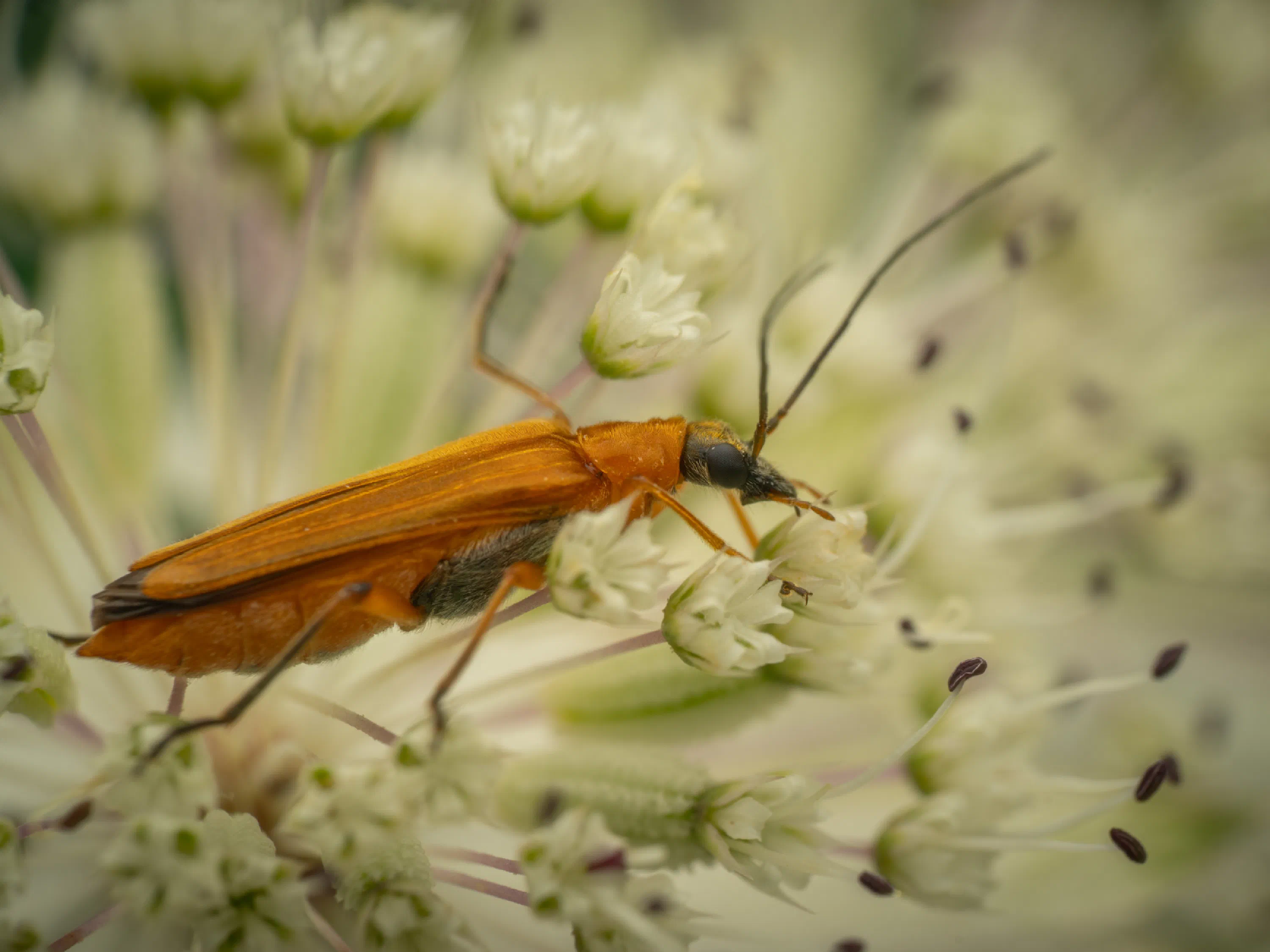 Oedemera podagrariae