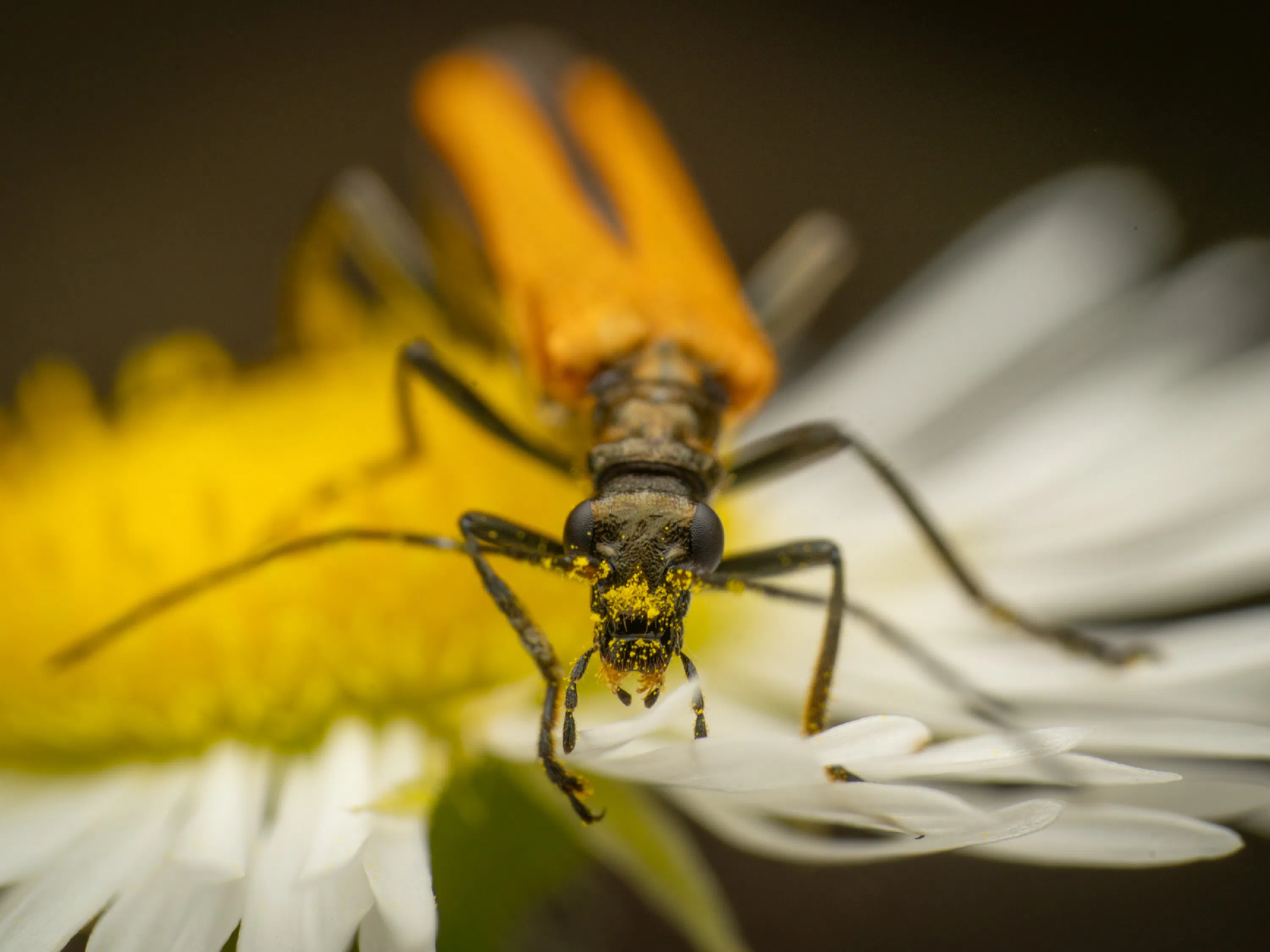Oedemera podagrariae