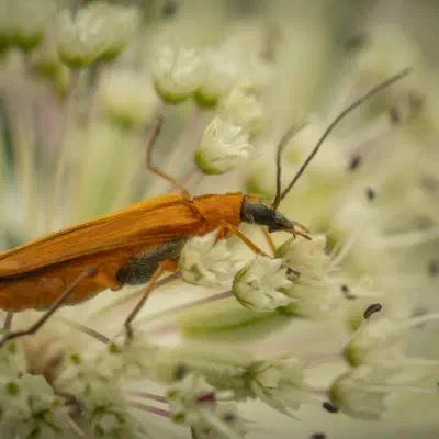 Oedemera podagrariae