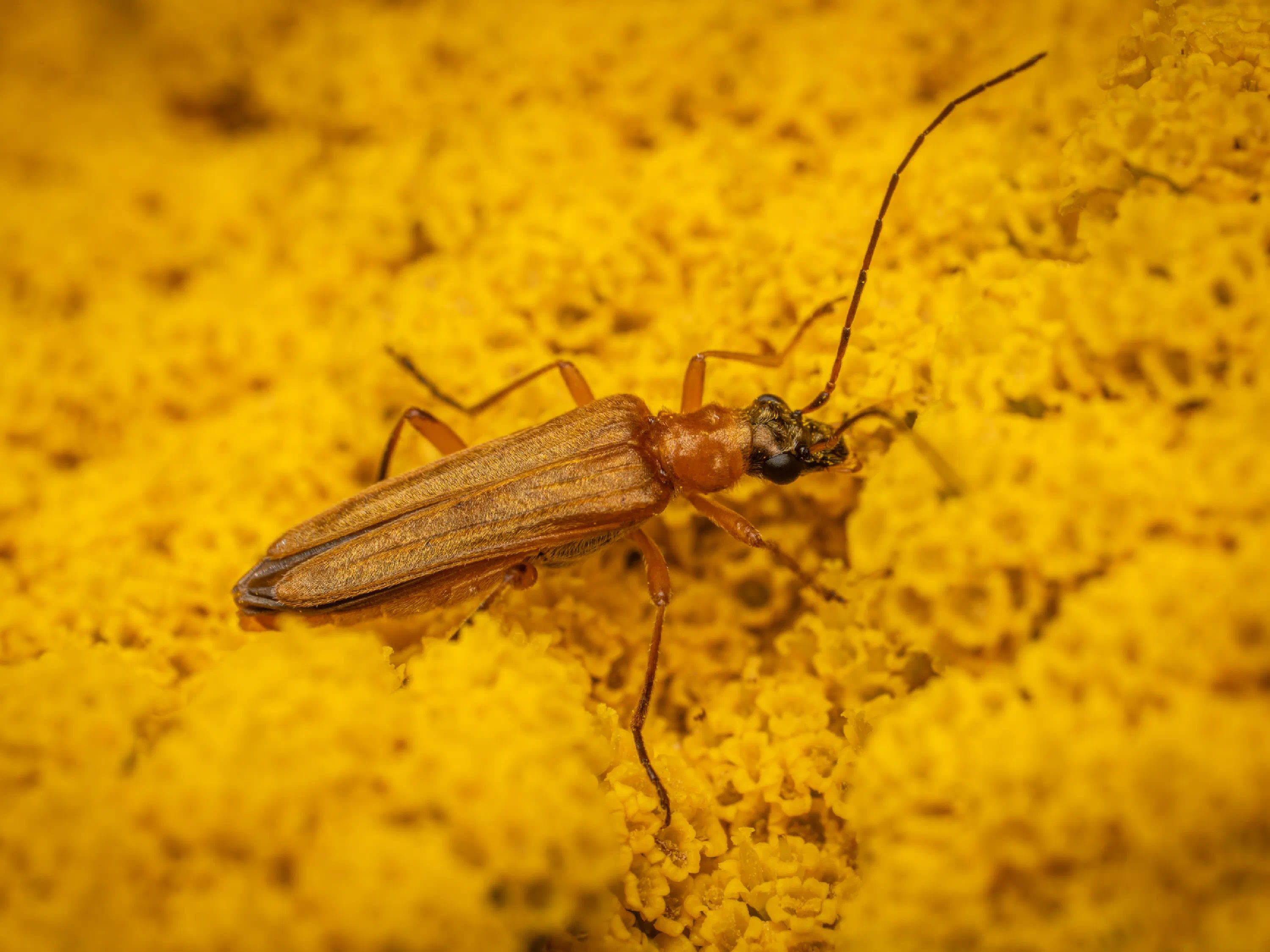 Echter Schenkelkäfer