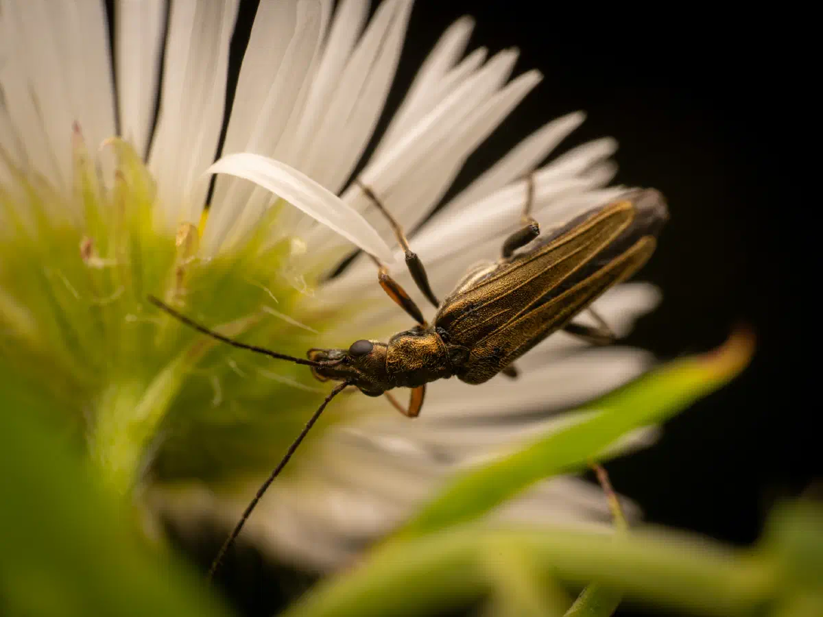 Œdémère à pattes jaunes