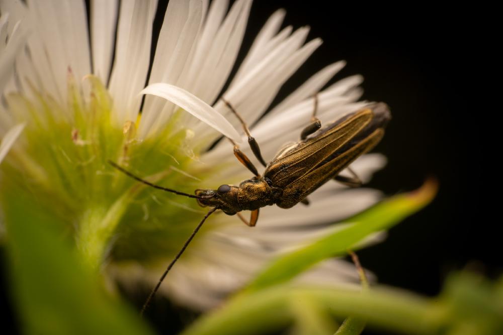 January 23, 2025 – Issue No. 524
– Issue No. 524: “Yellow-legged Thick-legged Flower Beetle“ Yellow-legged Thick-legged Flower Beetle