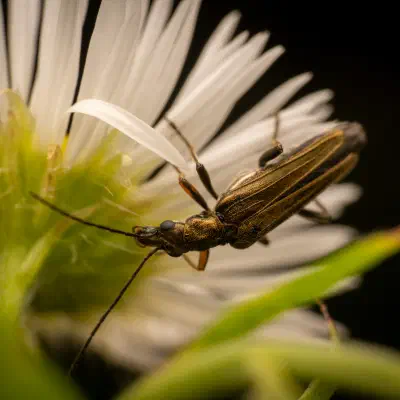Oedemera flavipes