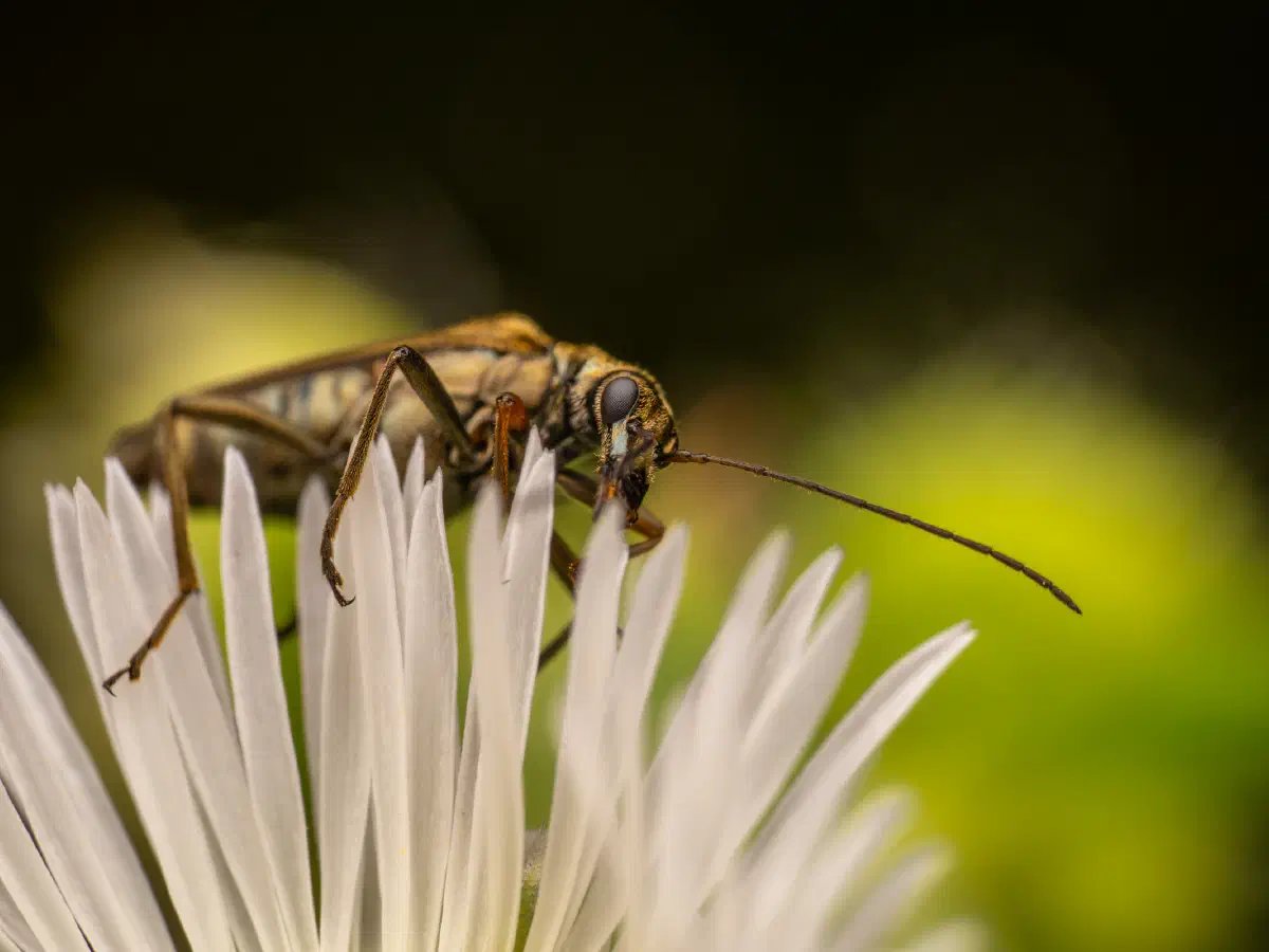 Œdémère à pattes jaunes