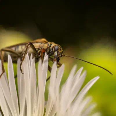 Oedemera flavipes