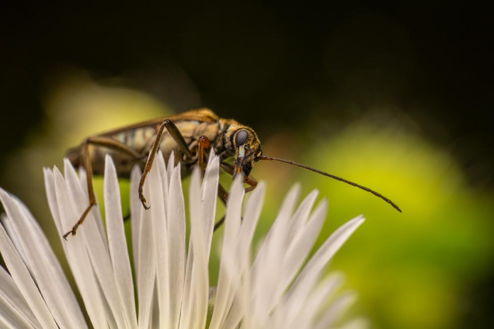 December 26, 2024 – Issue No. 496
– Issue No. 496: “Yellow-legged Thick-legged Flower Beetle“ Yellow-legged Thick-legged Flower Beetle