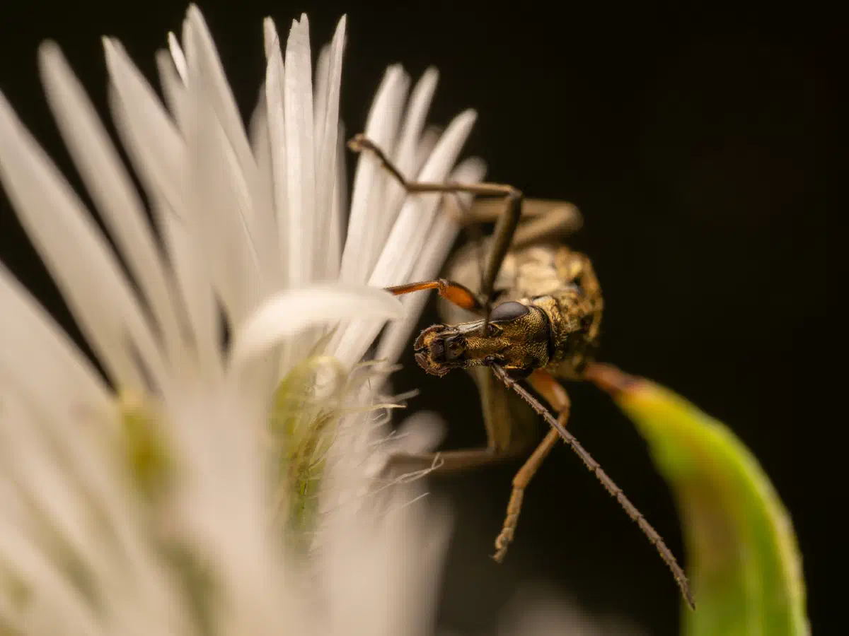 Œdémère à pattes jaunes