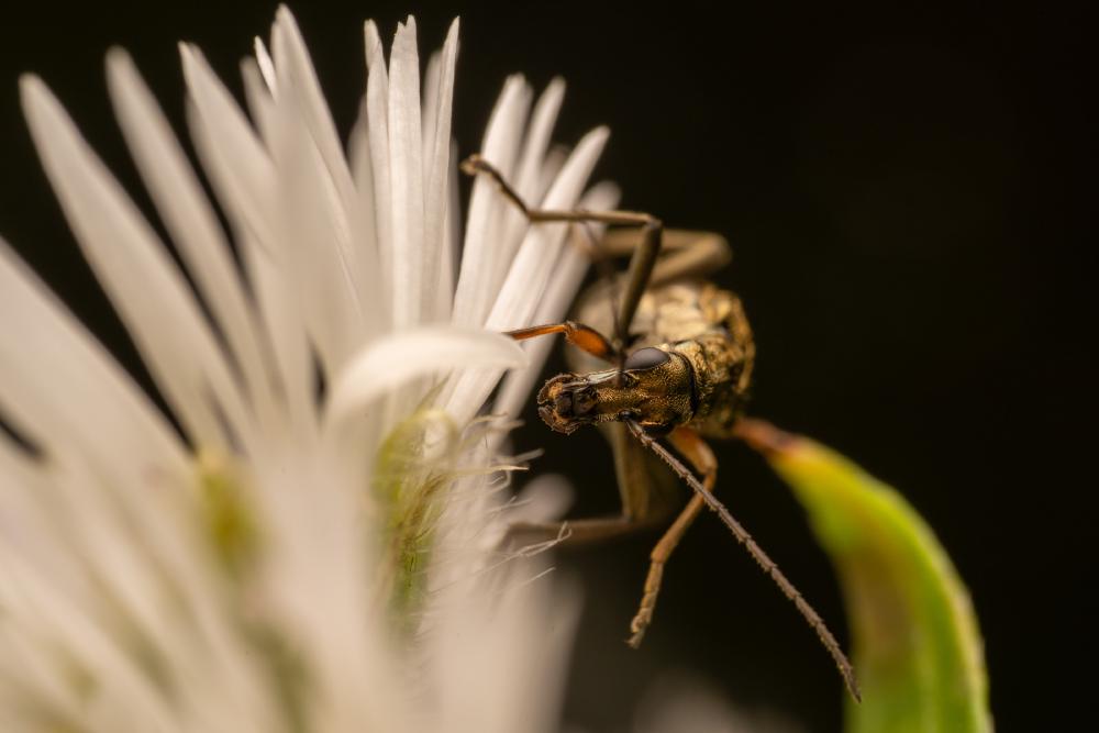 January 21, 2025 – Issue No. 522
– Issue No. 522: “Yellow-legged Thick-legged Flower Beetle“ Yellow-legged Thick-legged Flower Beetle