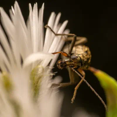 Œdémère à pattes jaunes