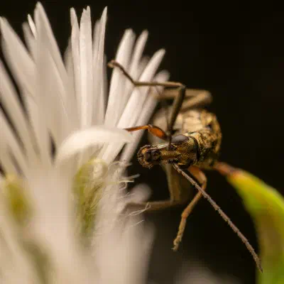 Oedemera flavipes