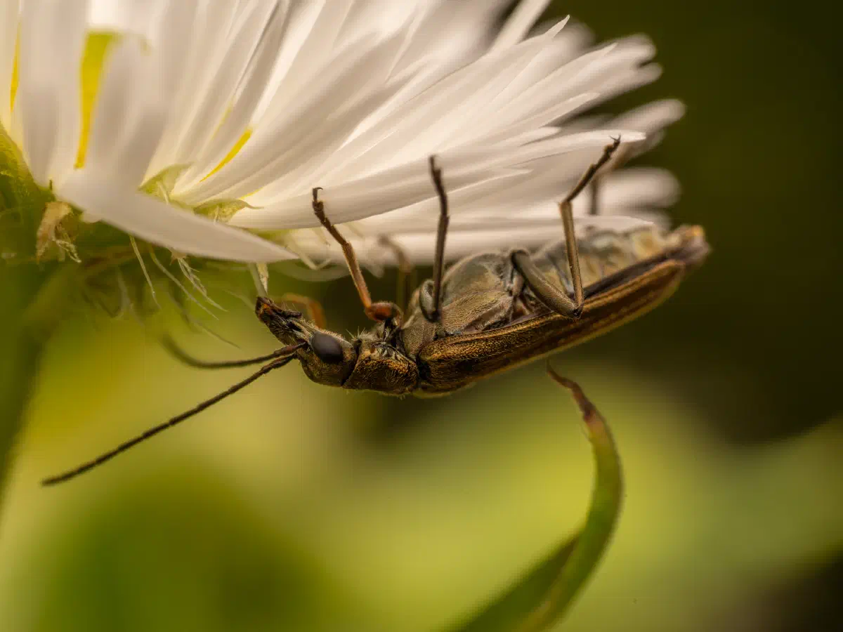 Œdémère à pattes jaunes