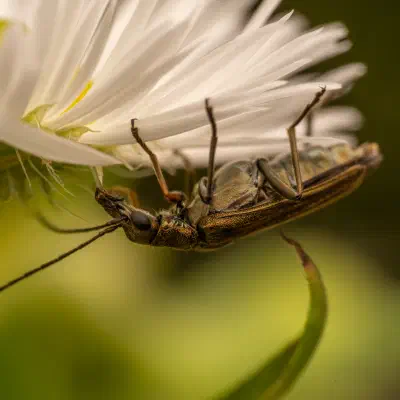 Œdémère à pattes jaunes
