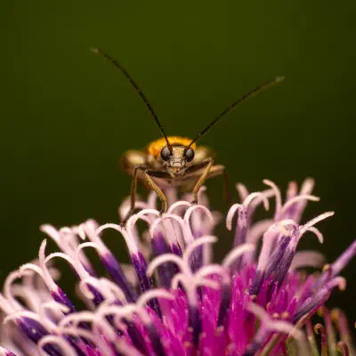 Oedemera femorata