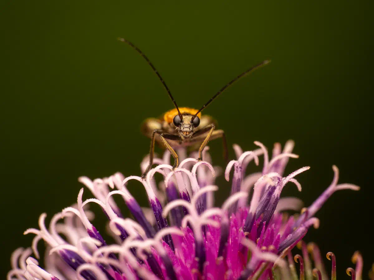 Œdémère échancrée