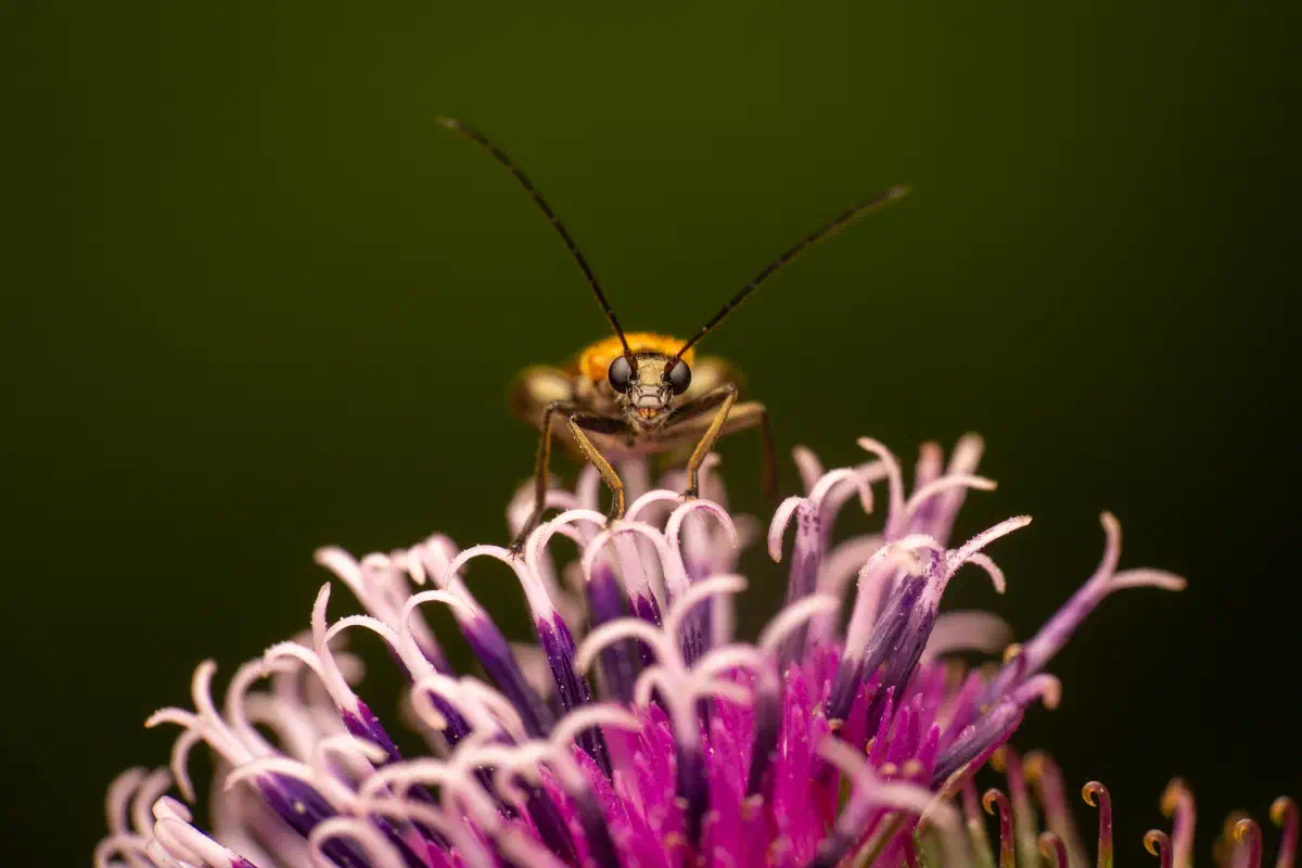 Œdémère échancrée
