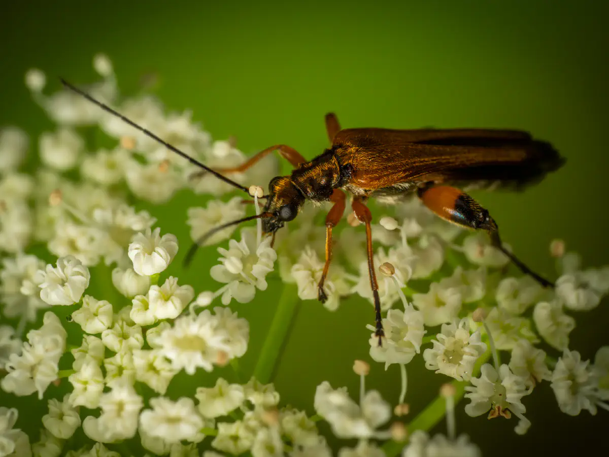 Œdémère échancrée