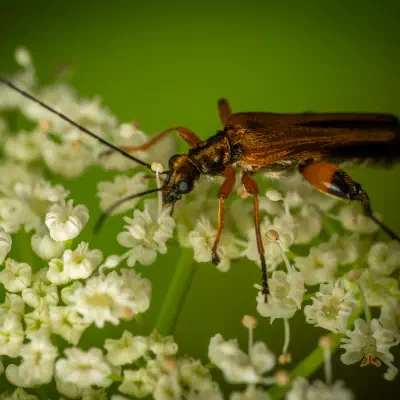 Oedemera femorata