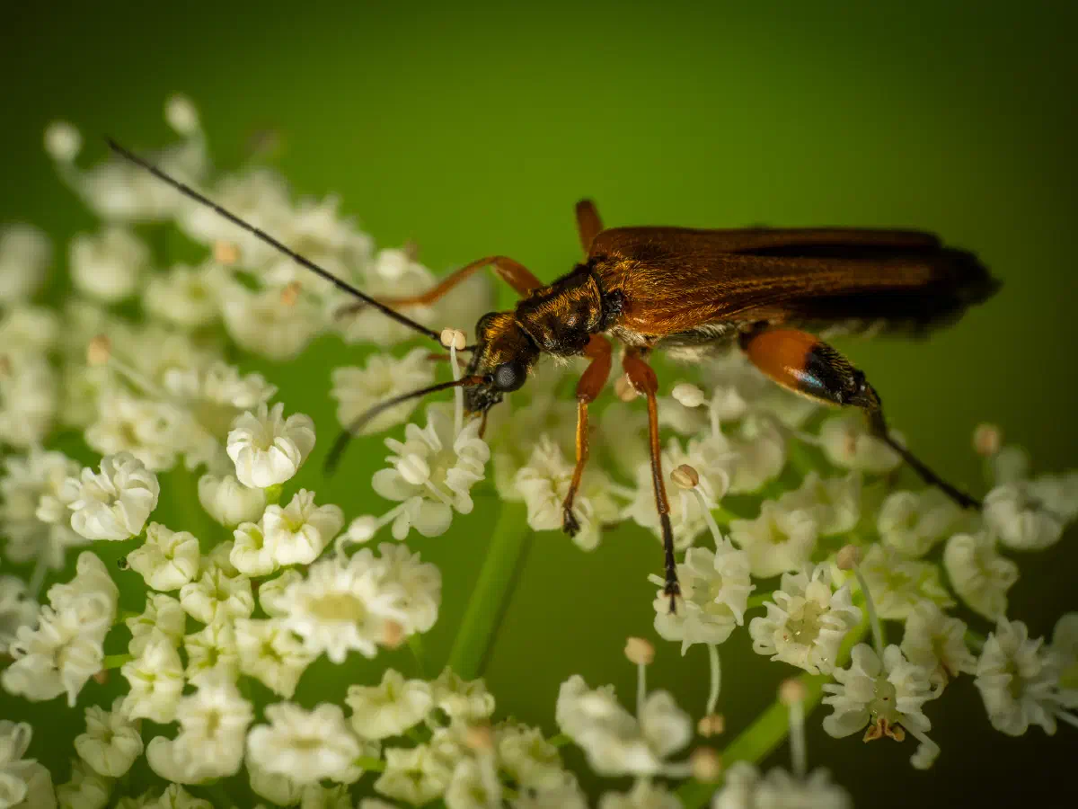 Œdémère échancrée