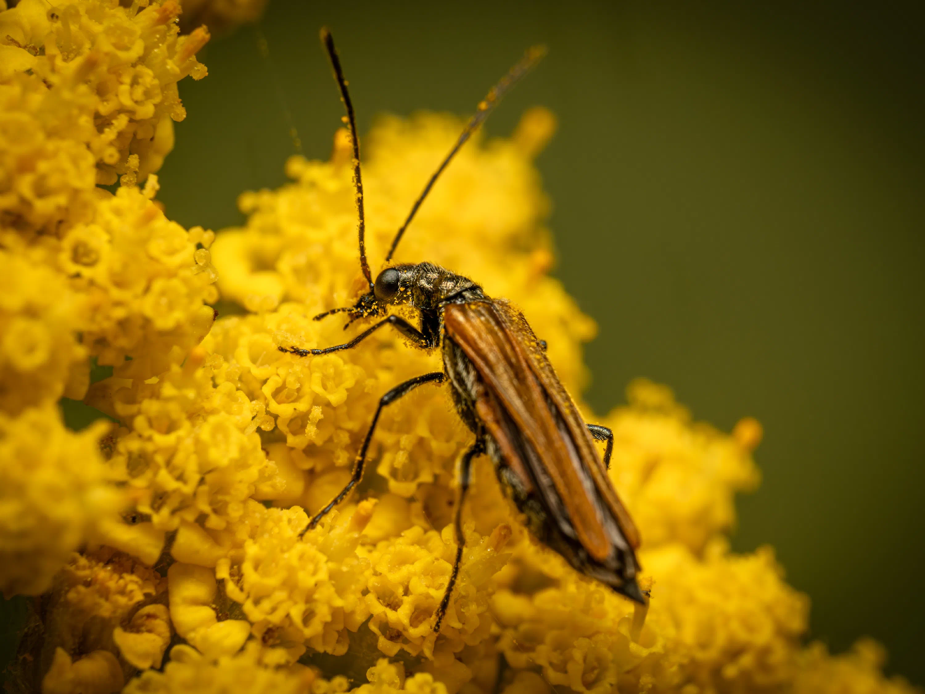 Oedemera femorata