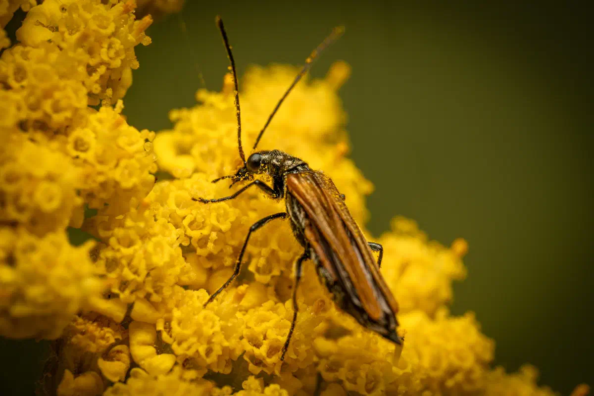 Oedemera femorata