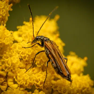 Oedemera femorata