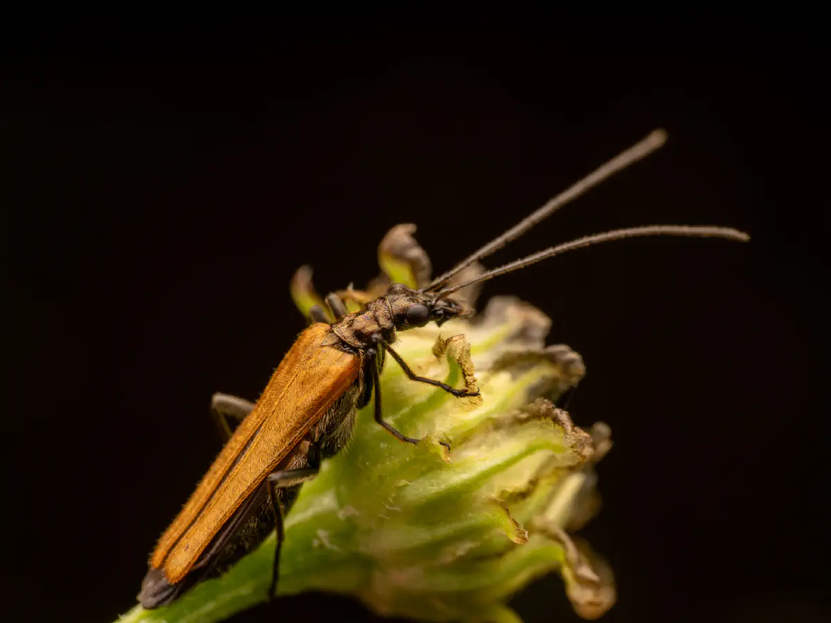 Œdémère échancrée