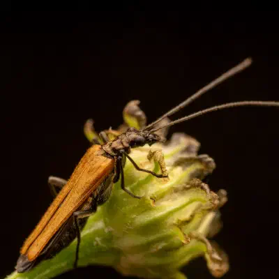 Oedemera femorata