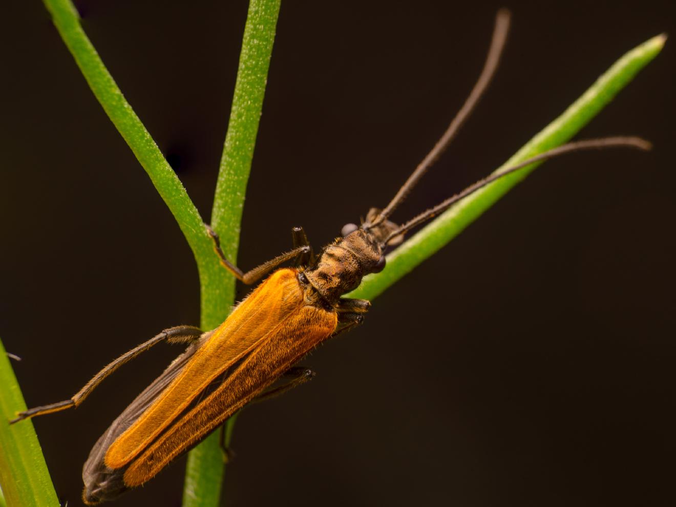 Oedemera femorata – No. 5