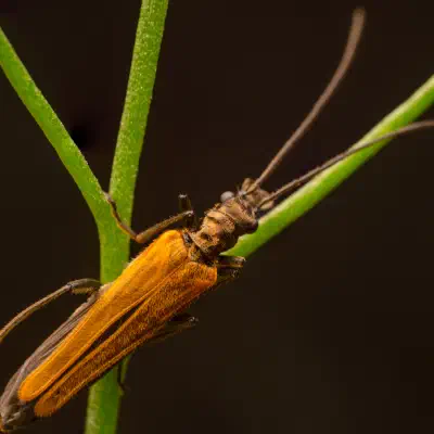 Oedemera femorata