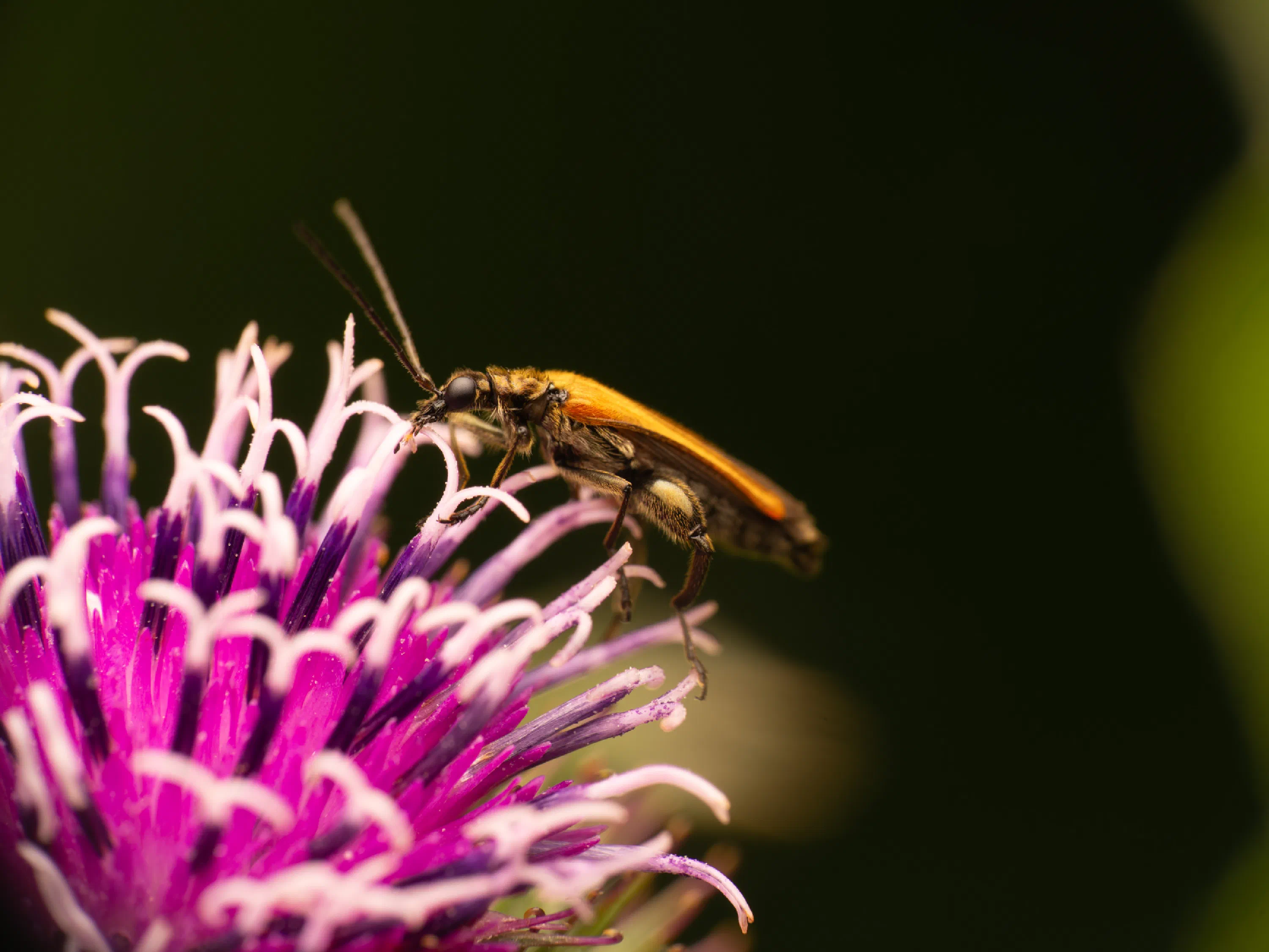 Oedemera femorata
