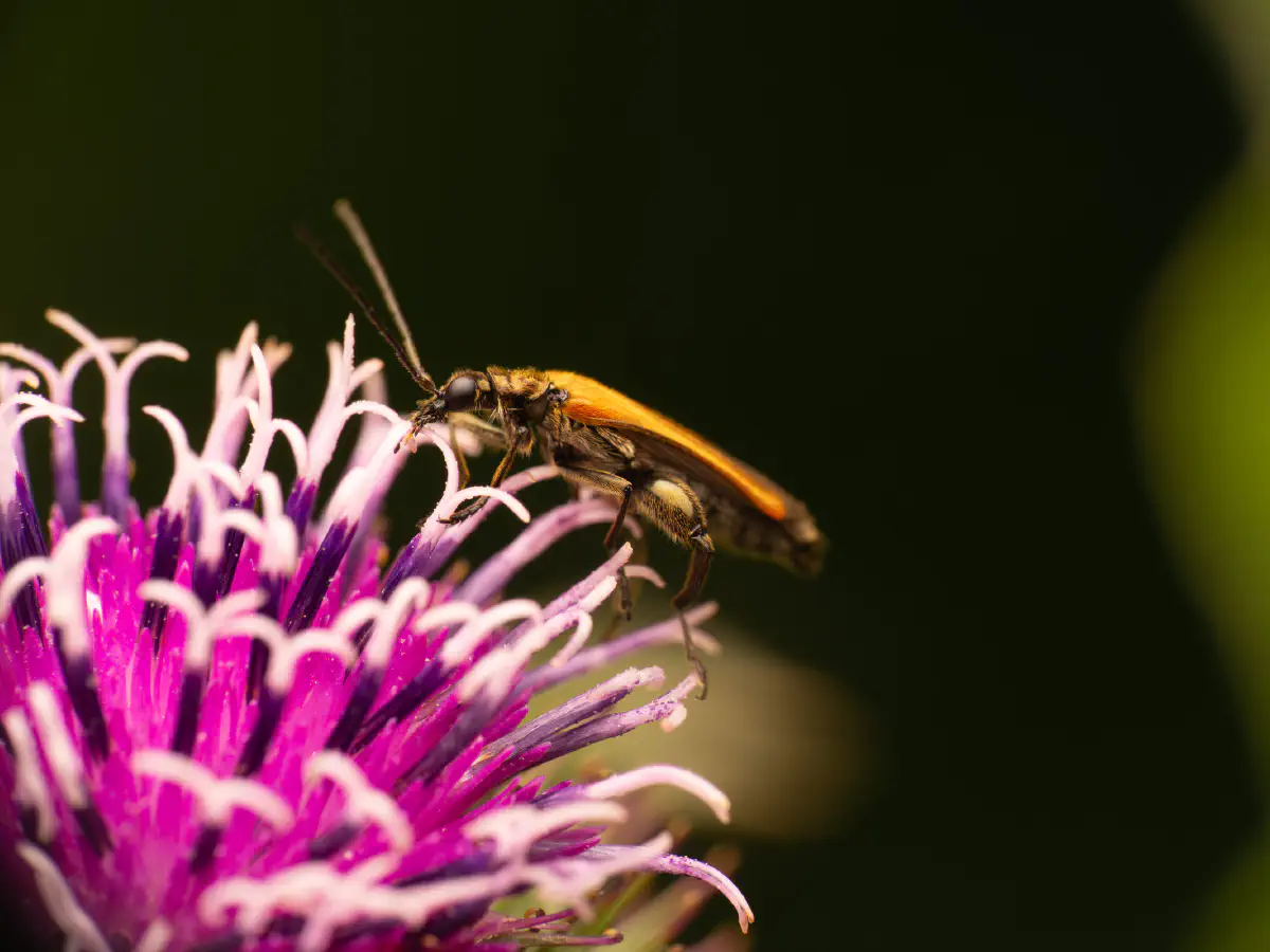 Œdémère échancrée