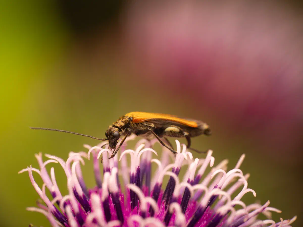 Œdémère échancrée