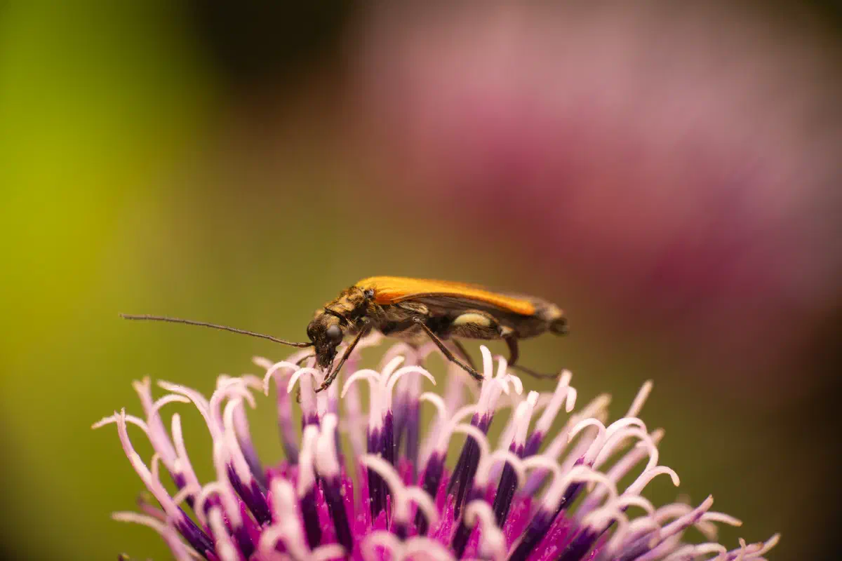 Œdémère échancrée