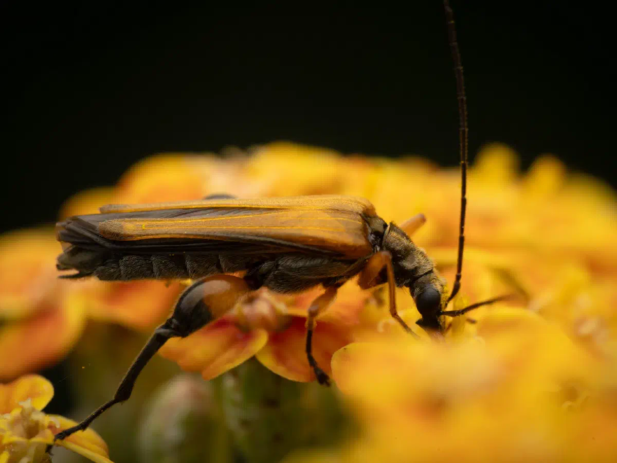 Œdémère échancrée
