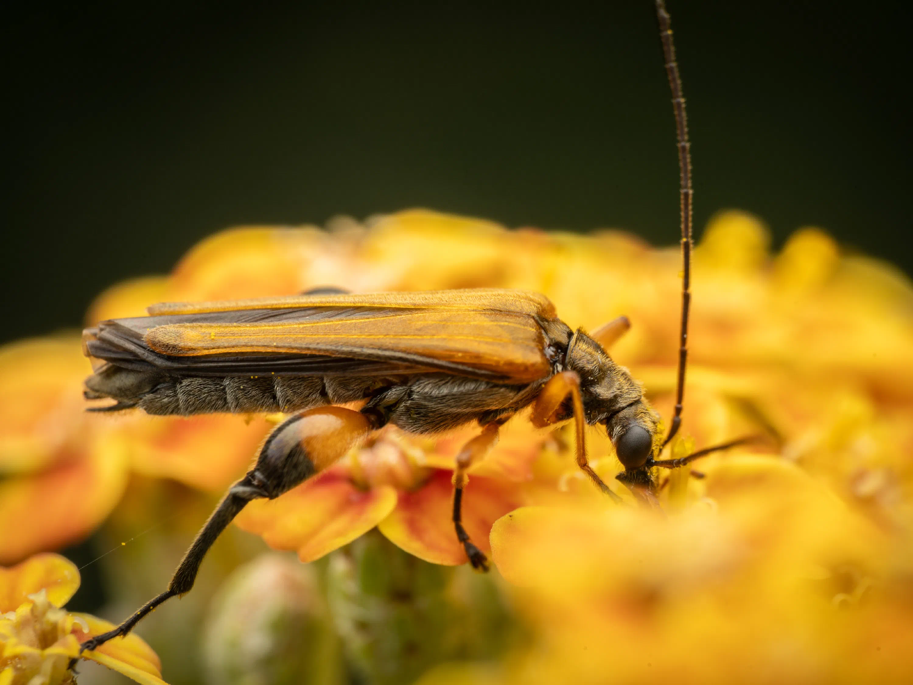 Oedemera femorata