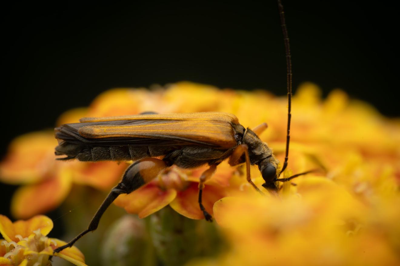 Oedemera femorata – No. 8