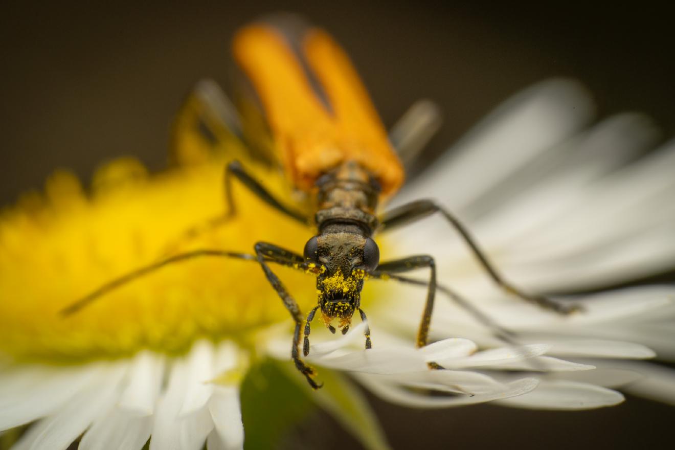 Oedemera femorata – No. 9