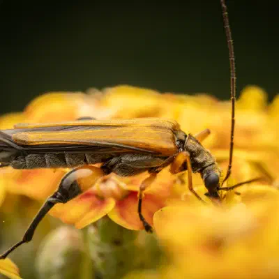 Oedemera femorata