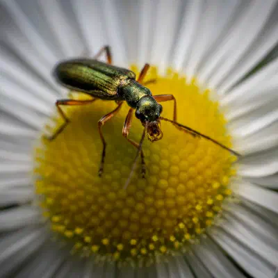 Œdémère verdâtre