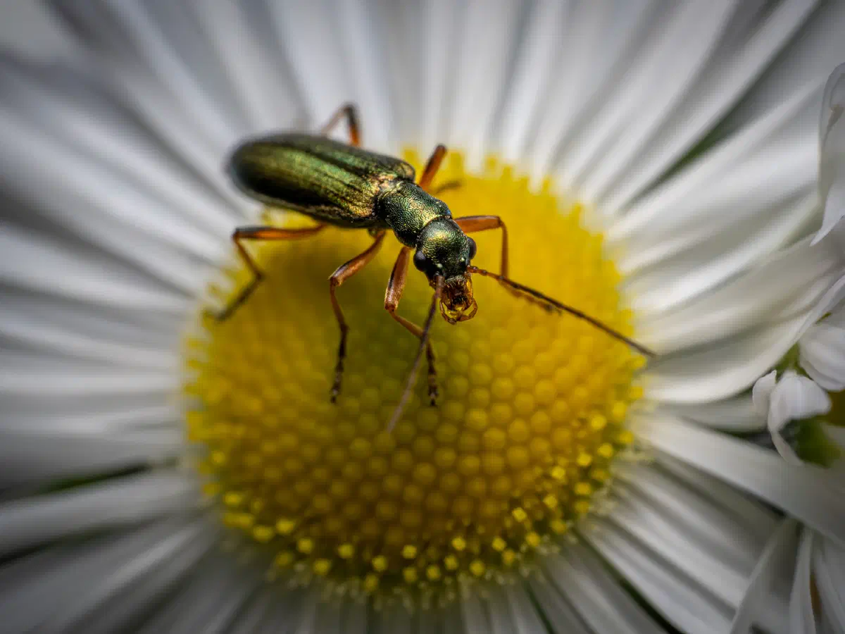 Œdémère verdâtre
