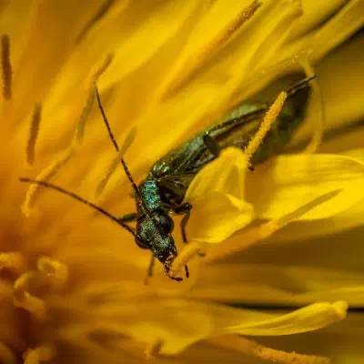 Œdémère verdâtre