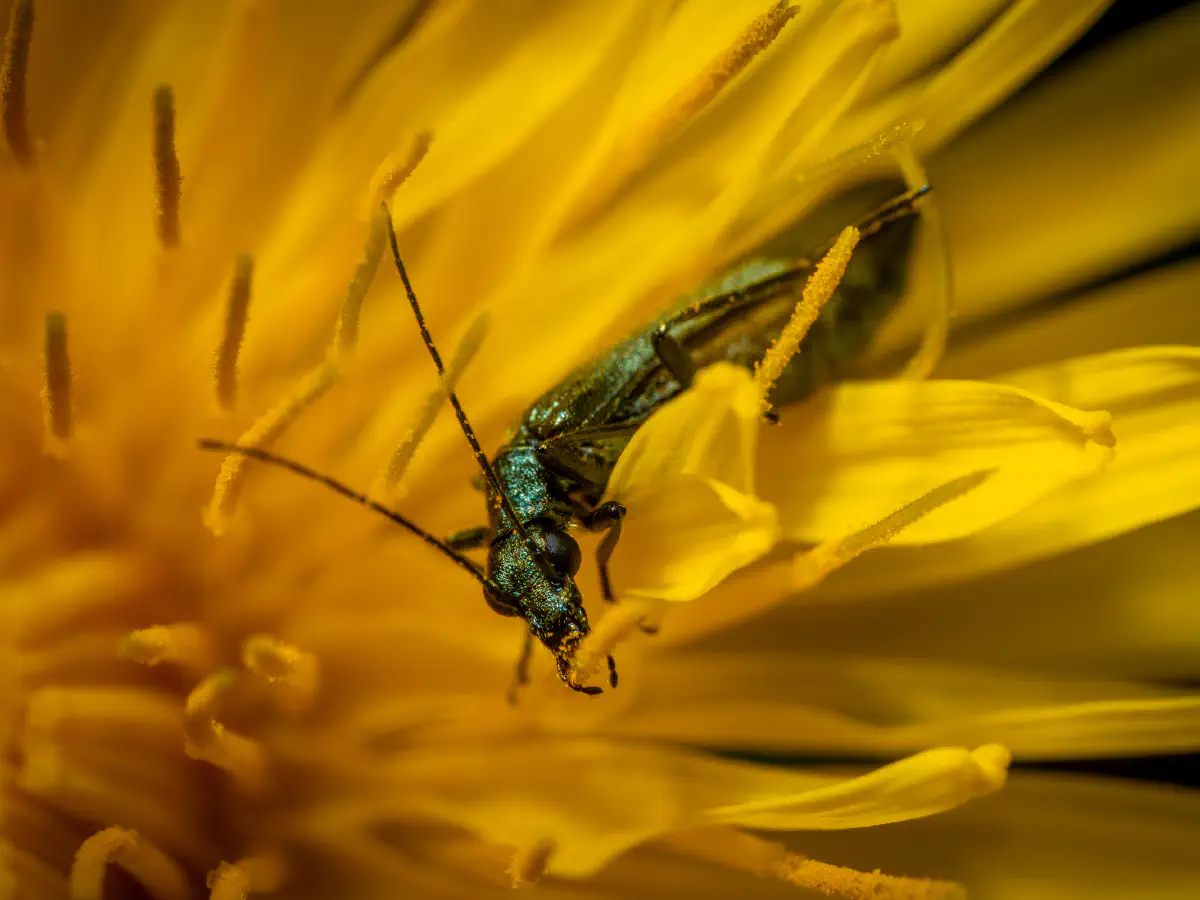 Œdémère verdâtre