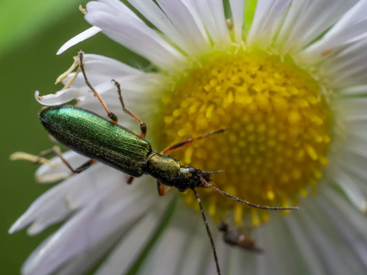 Œdémère verdâtre