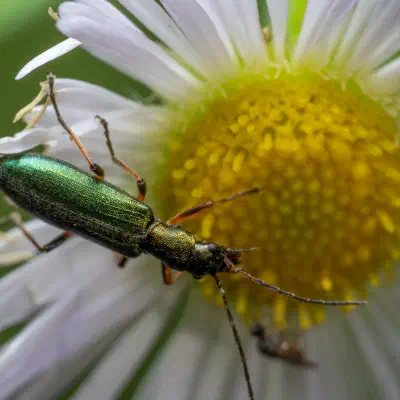 Œdémère verdâtre