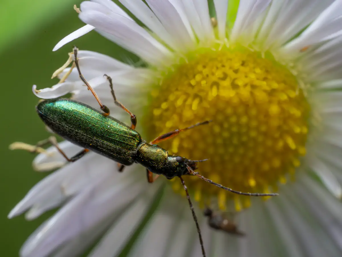 Œdémère verdâtre
