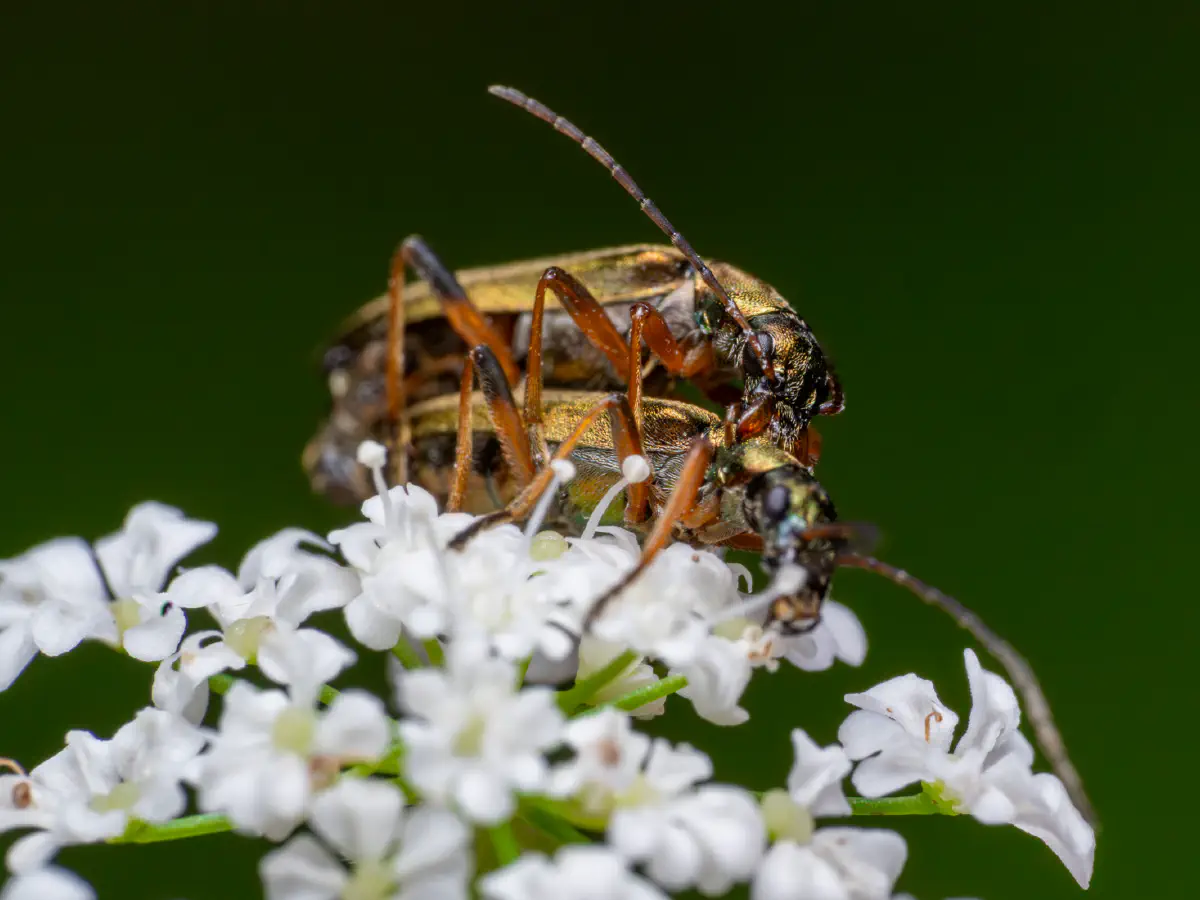 Œdémère verdâtre