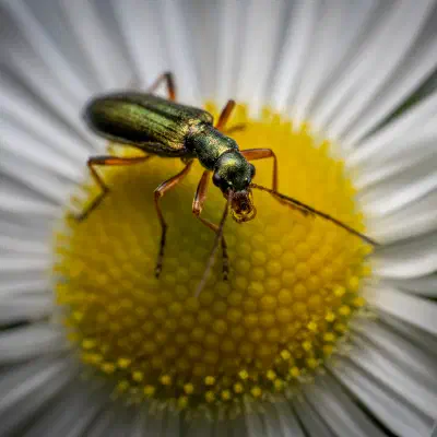 Oedemera virescens