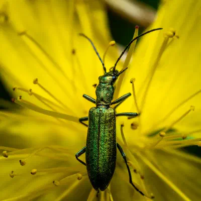 Œdémère verdâtre