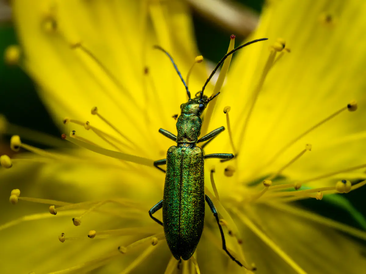 Œdémère verdâtre